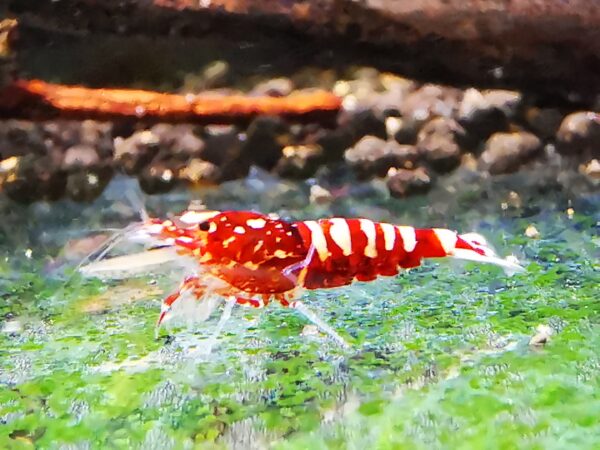 GALAXY RED - 1.0 CM